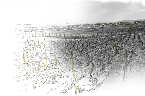 Mailly Grand Cru